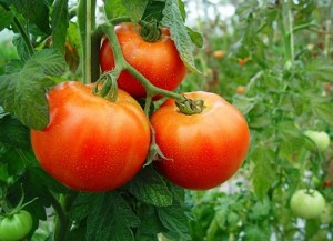 Las plantas de tomate