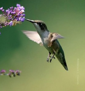 Atraer colibríes al jardín Atraer colibríes al jardín