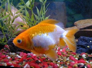 Peces de agua fria Peces de agua fria